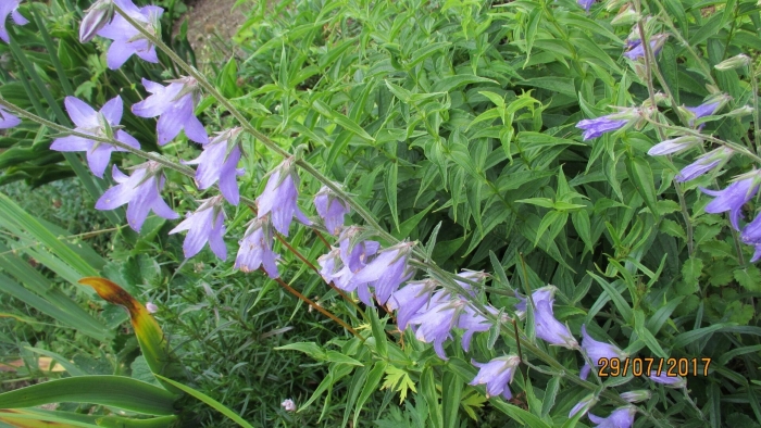 Колокольчик рапунцелевидный campanula