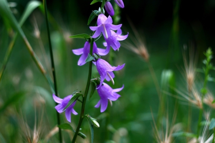 Колокольчик рапунцелевидный ползучий
