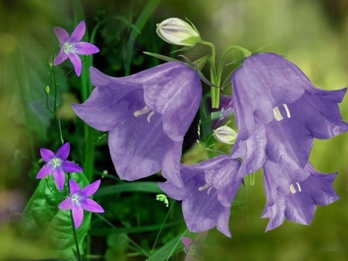 Колокольчик кампанула розовый