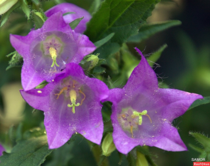 Campanula trachelium