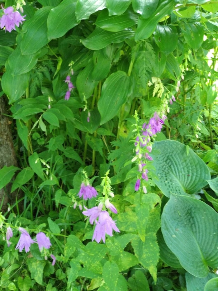 Колокольчик крапиволистный bernice