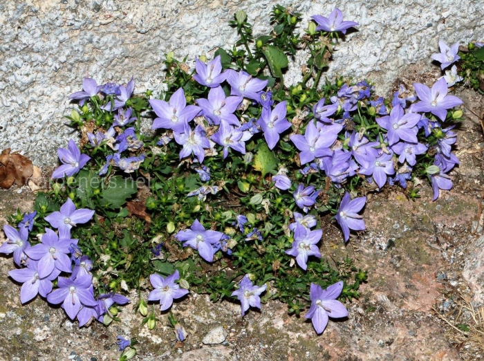 Кампанула берник