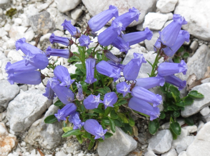 Campanula zoysii