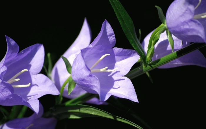 Колокольчик кампанула фиолетовый