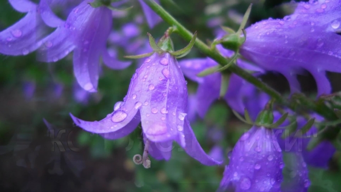 Колокольчик рапунцелевидный кэмпбелл
