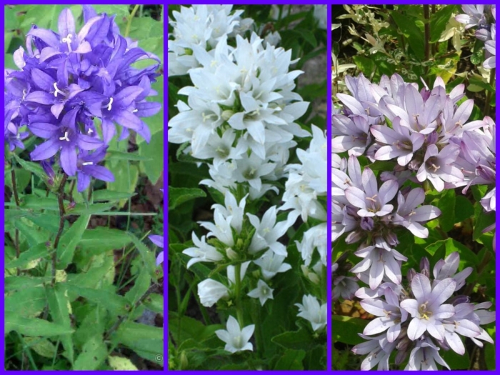Колокольчик скученный campanula glomerata