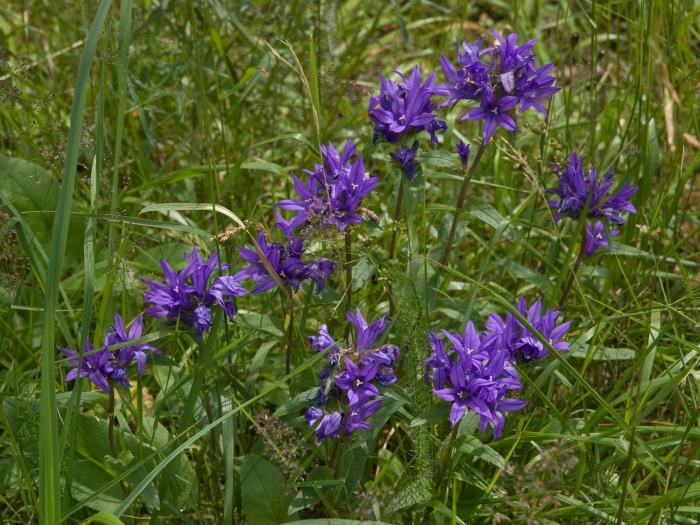Колокольчик скученный дикий