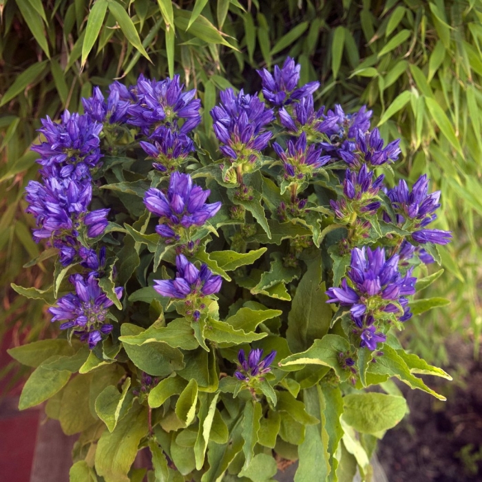 Колокольчик скученный genti blue