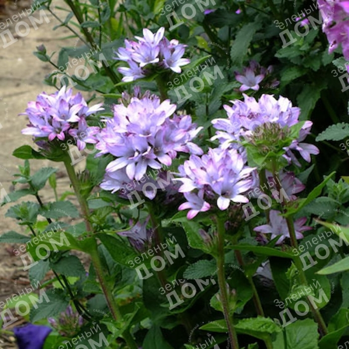 Колокольчик скученный каролина