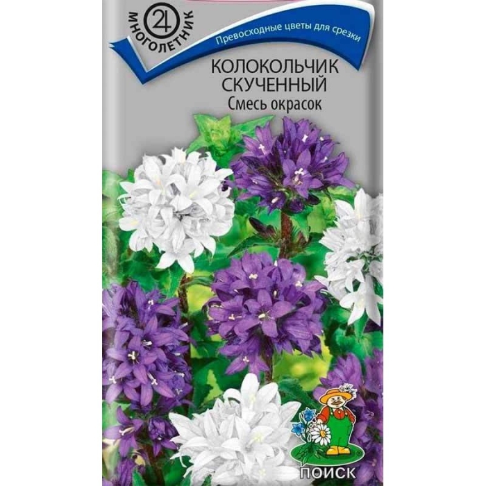 Колокольчик скученный смесь окрасок