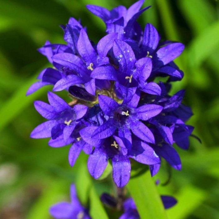 Колокольчик скученный (campanula glomerata) acaulis
