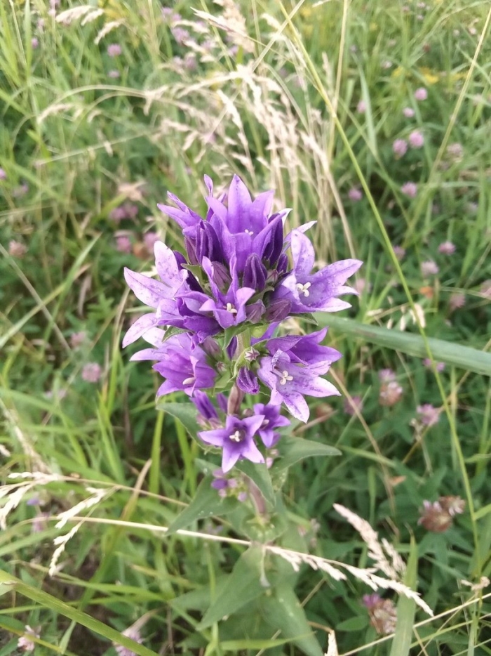 Колокольчик скученный campanula glomerata