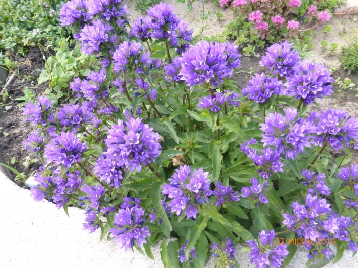 Колокольчик скученный campanula glomerata