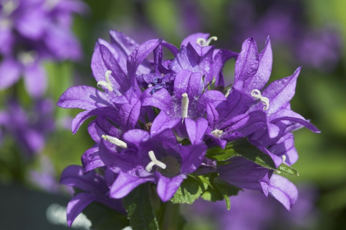 Колокольчик скученный campanula glomerata