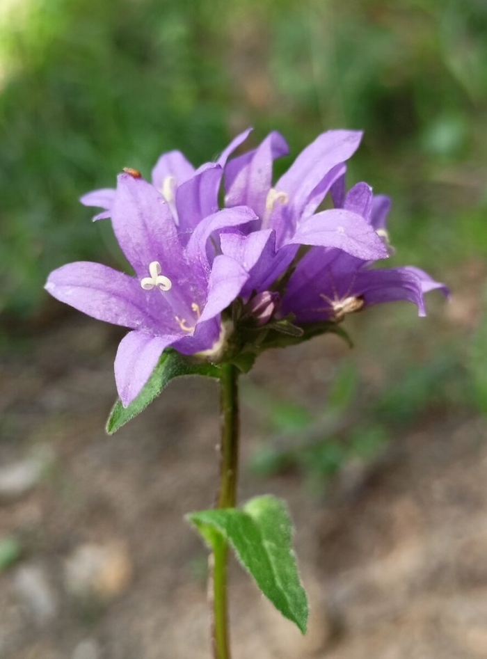 Колокольчик скученный campanula glomerata l.