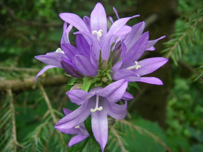 Скученный колокольчик