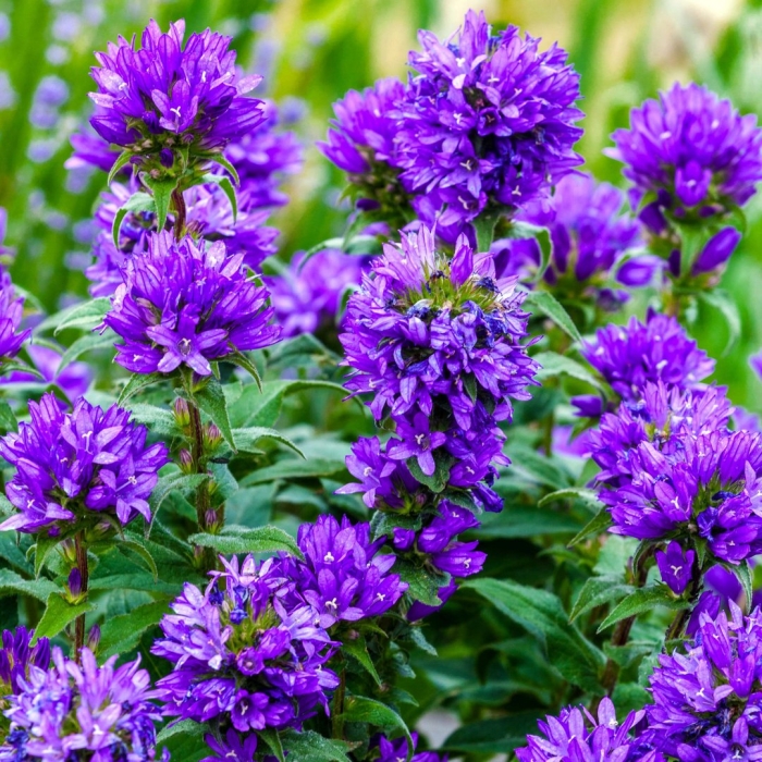 Колокольчик скученный суперба