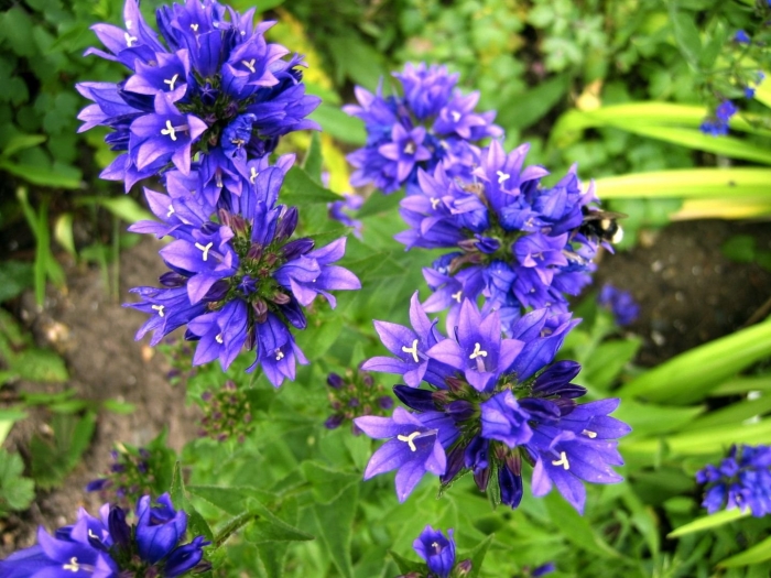 Колокольчик скученный campanula glomerata