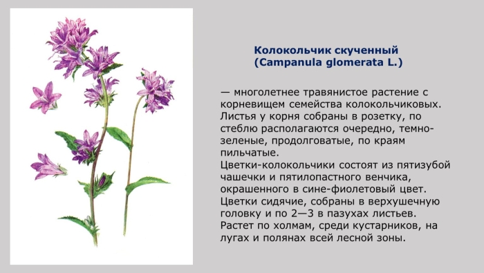 Колокольчик растения из семейства колокольчиковых цветок описание