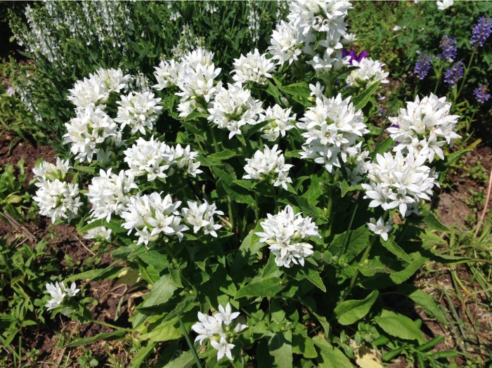 Колокольчик скученный альба