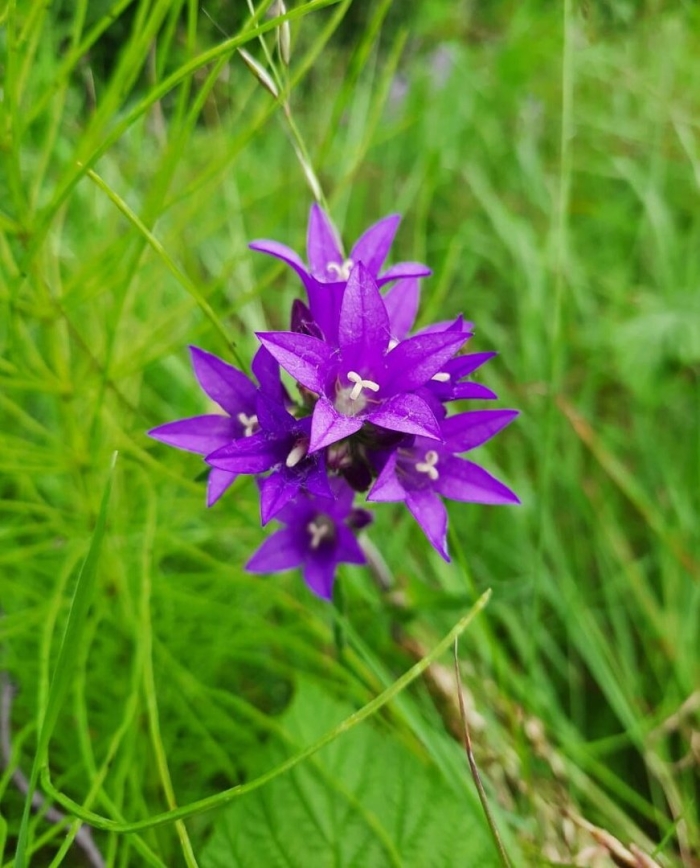 Полевой цветок