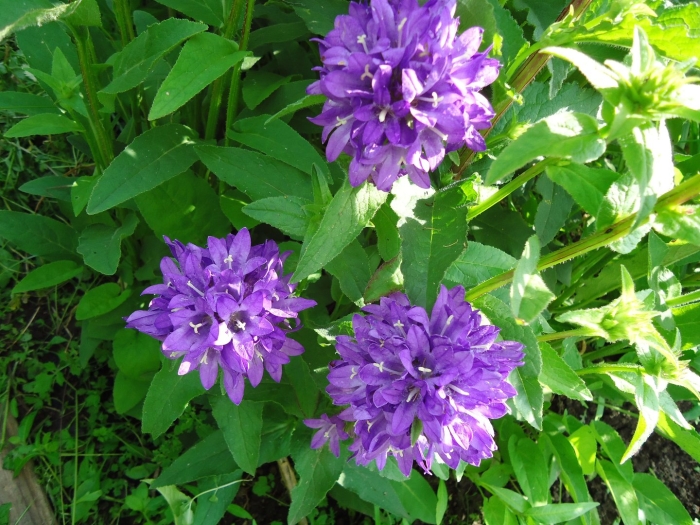 Колокольчик скученный campanula glomerata