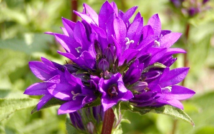 Колокольчик campanula glomerata