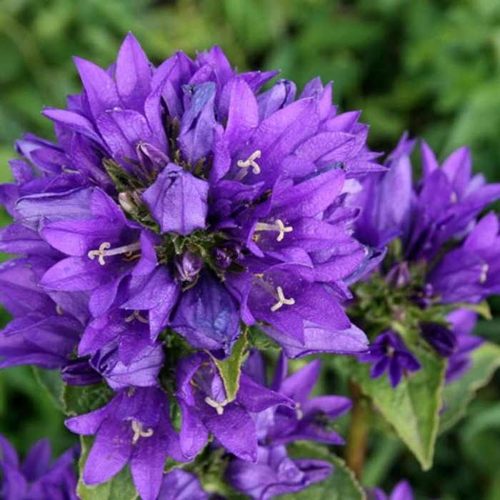 Колокольчик скученный campanula glomerata