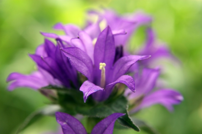 Колокольчик скученный campanula glomerata