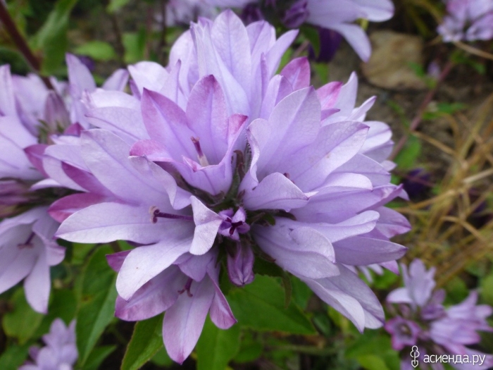 Колокольчик скученный каролина