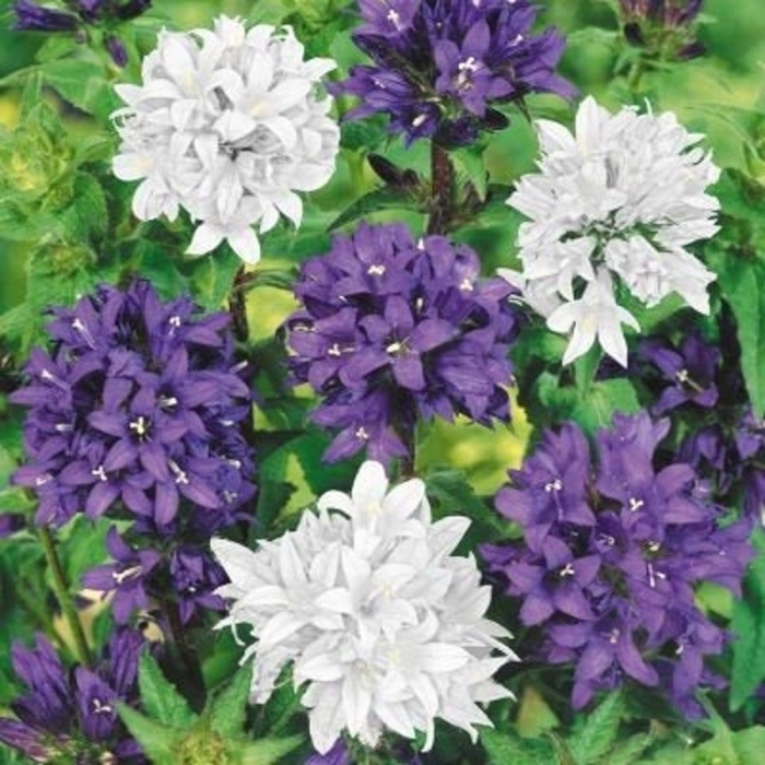 Колокольчик скученный campanula glomerata