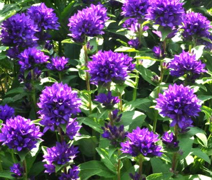 Колокольчик скученный флиппер