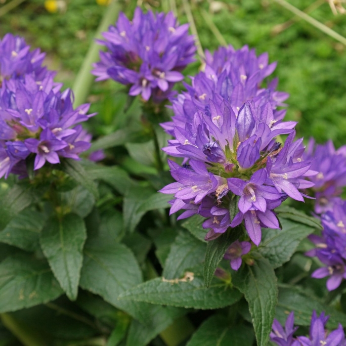 Колокольчик campanula glomerata
