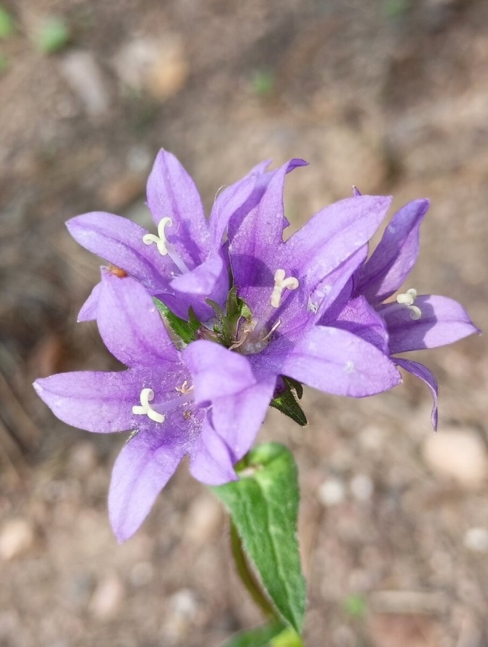 Колокольчик скученный campanula glomerata