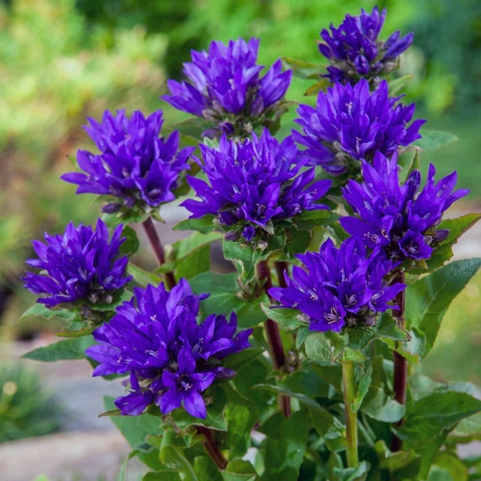 Колокольчик скученный campanula glomerata