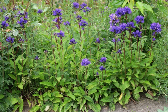 Колокольчик скученный (campanula glomerata) acaulis