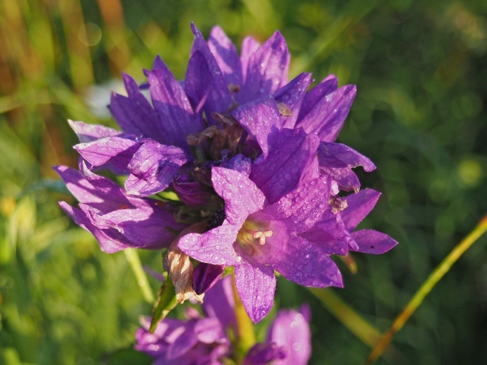 Колокольчик скученный campanula glomerata