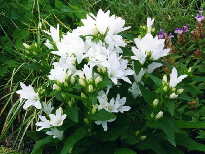 Колокольчик скученный