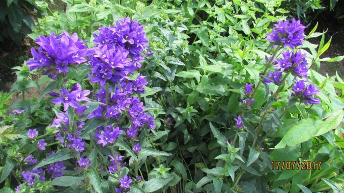 Колокольчик скученный campanula glomerata