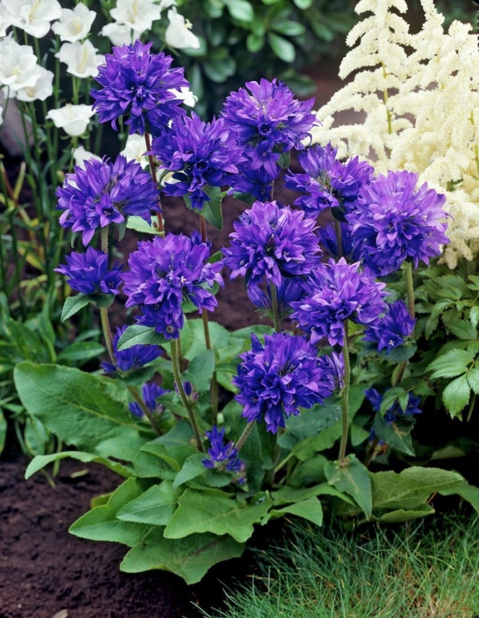 Колокольчик campanula glomerata