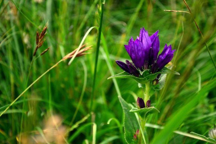 Колокольчик скученный campanula glomerata