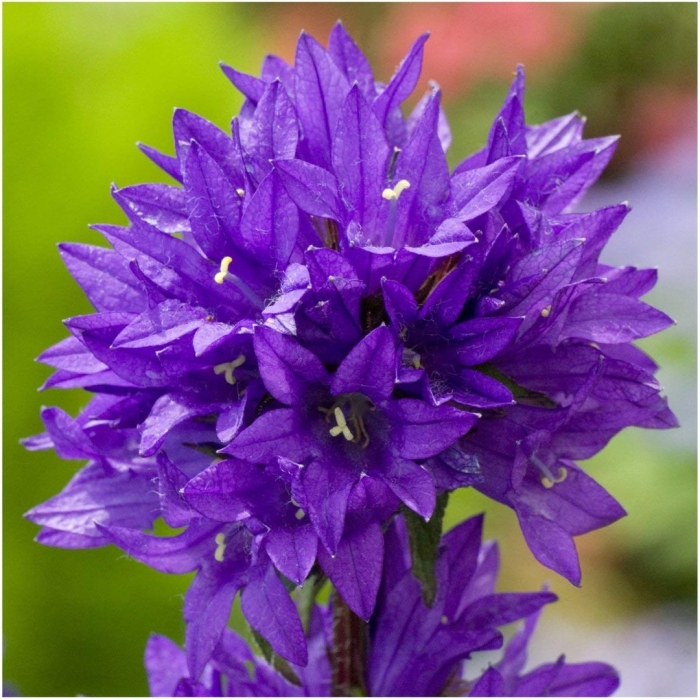 Колокольчик скученный (campanula glomerata) acaulis