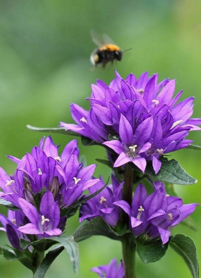 Колокольчик скученный суперба