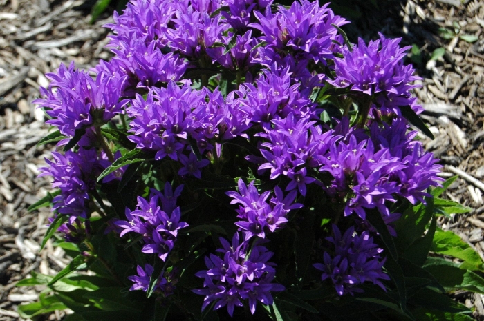 Колокольчик скученный campanula glomerata