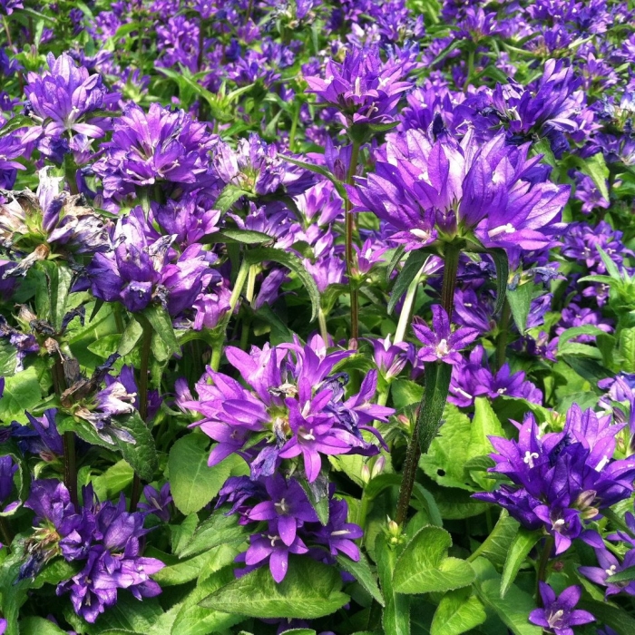 Скученный колокольчик многолетний