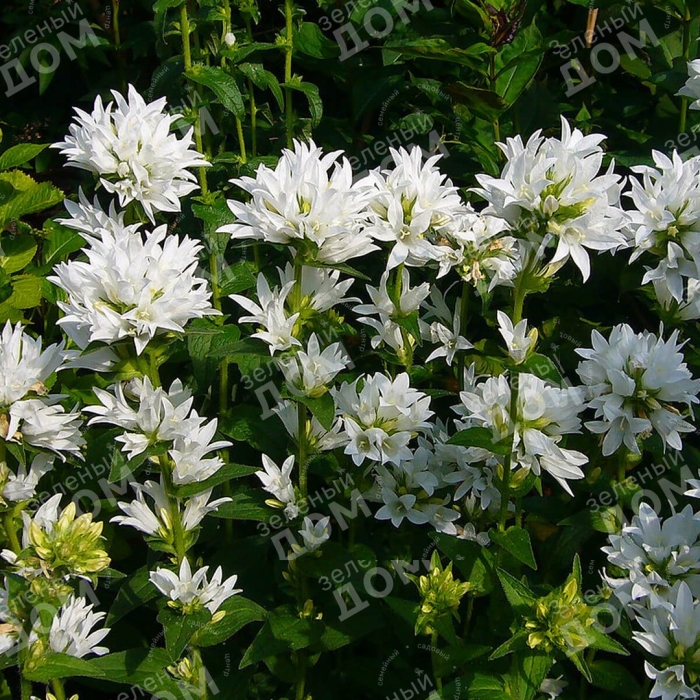 Колокольчик флиппер скученный