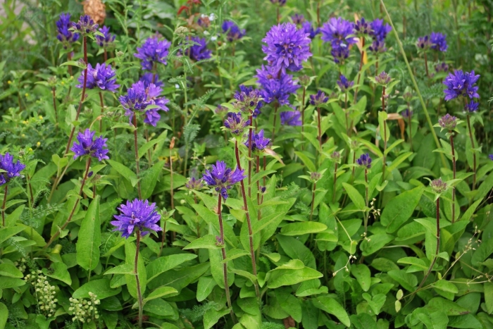 Колокольчик скученный campanula glomerata