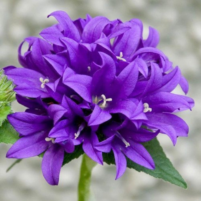 Колокольчик скученный campanula glomerata