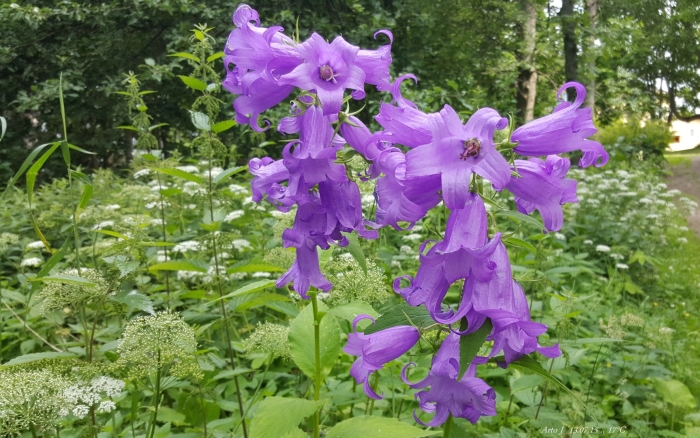 Колокольчик крапиволистный бернис