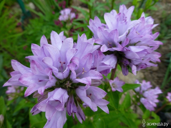 Колокольчик скученный суперба